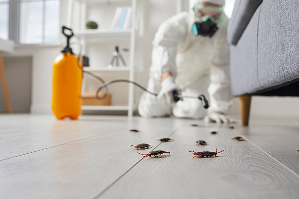 Commercial Rodent Management in Hacienda Heights